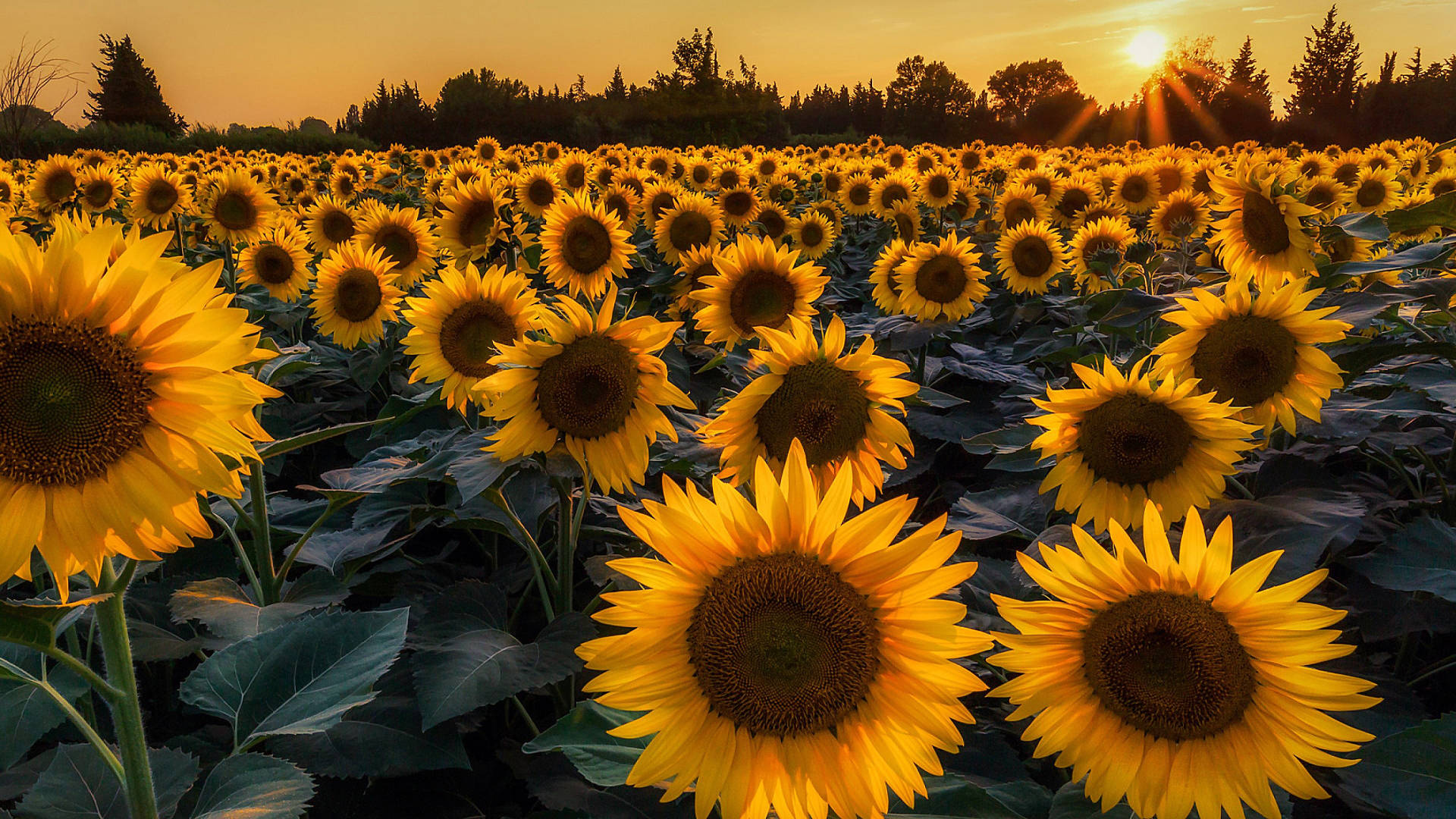 Forest Sunflower Field Laptop Wallpaper