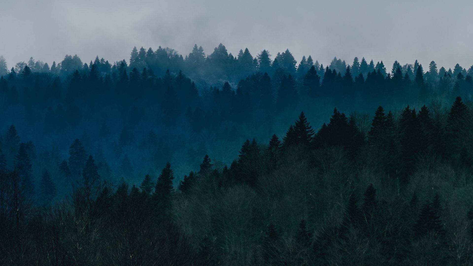 Forest View With Mist Wallpaper