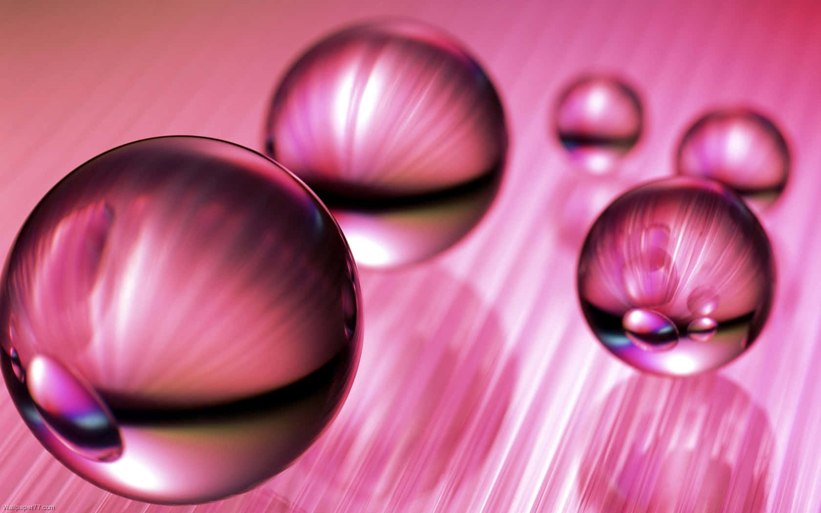 Formal Pink Waterdrops Wallpaper