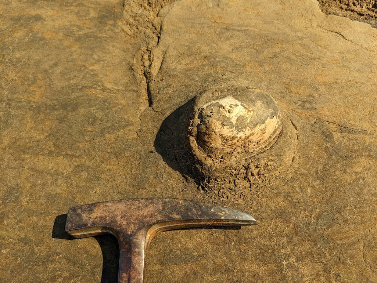 Fossil Extraction Hammer Wallpaper