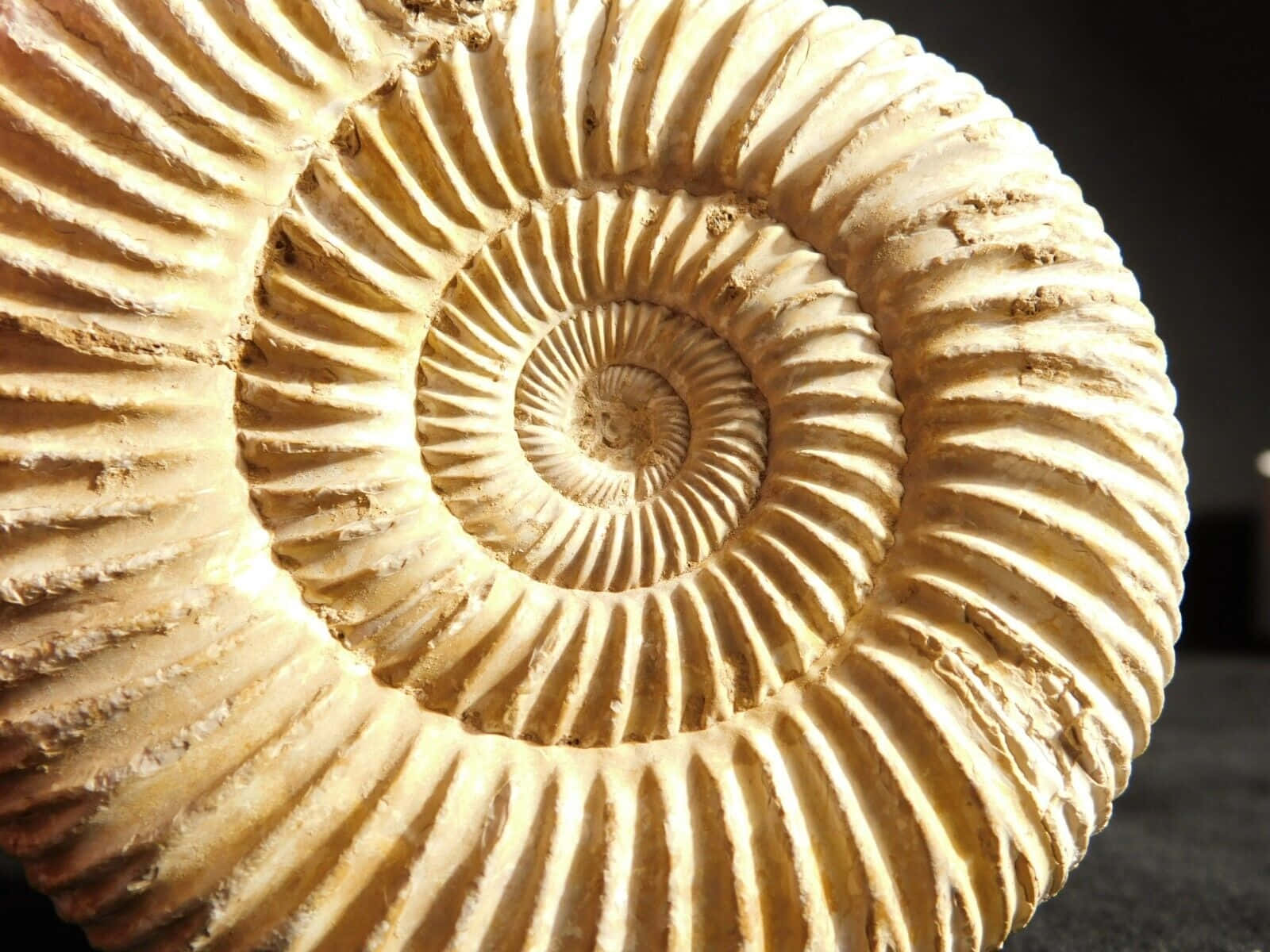 Fossilized Ammonite Closeup Wallpaper