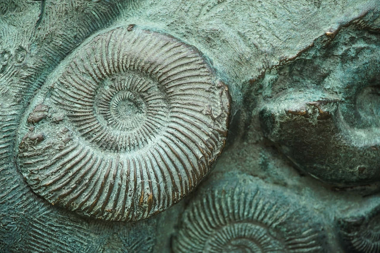 Fossilized Ammonite Closeup Wallpaper