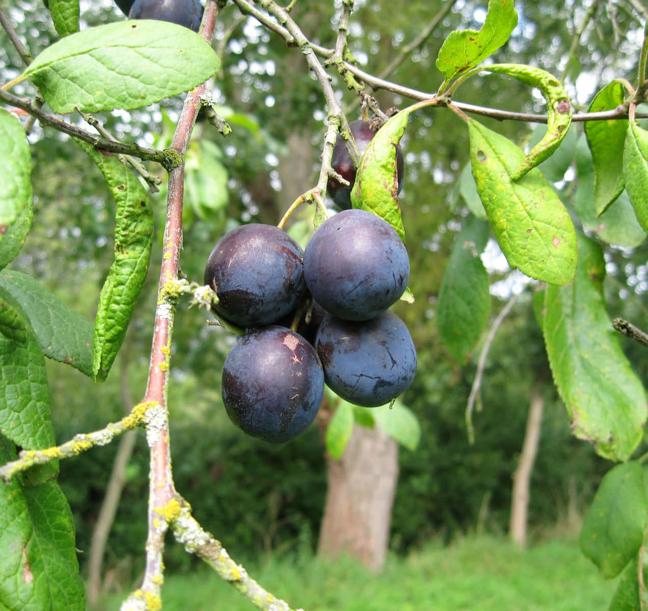 Four Deep Purple Damson Plums Wallpaper