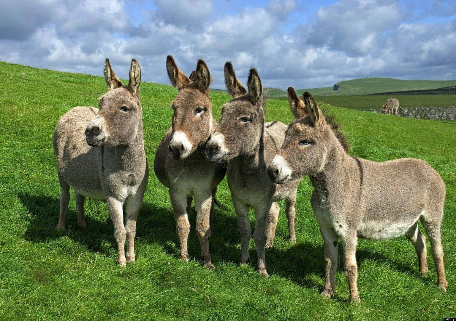 Four Donkeys Grazing Green Meadow Wallpaper