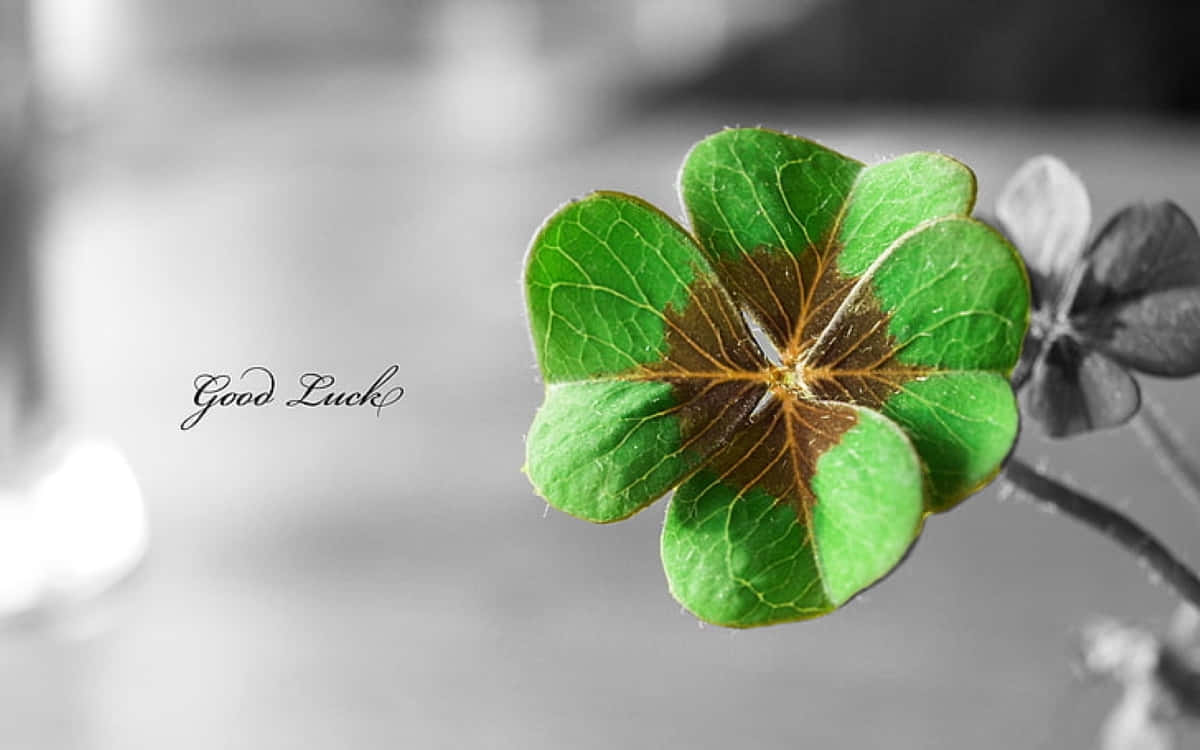 Four Leaf Clover Good Luck Symbol Wallpaper