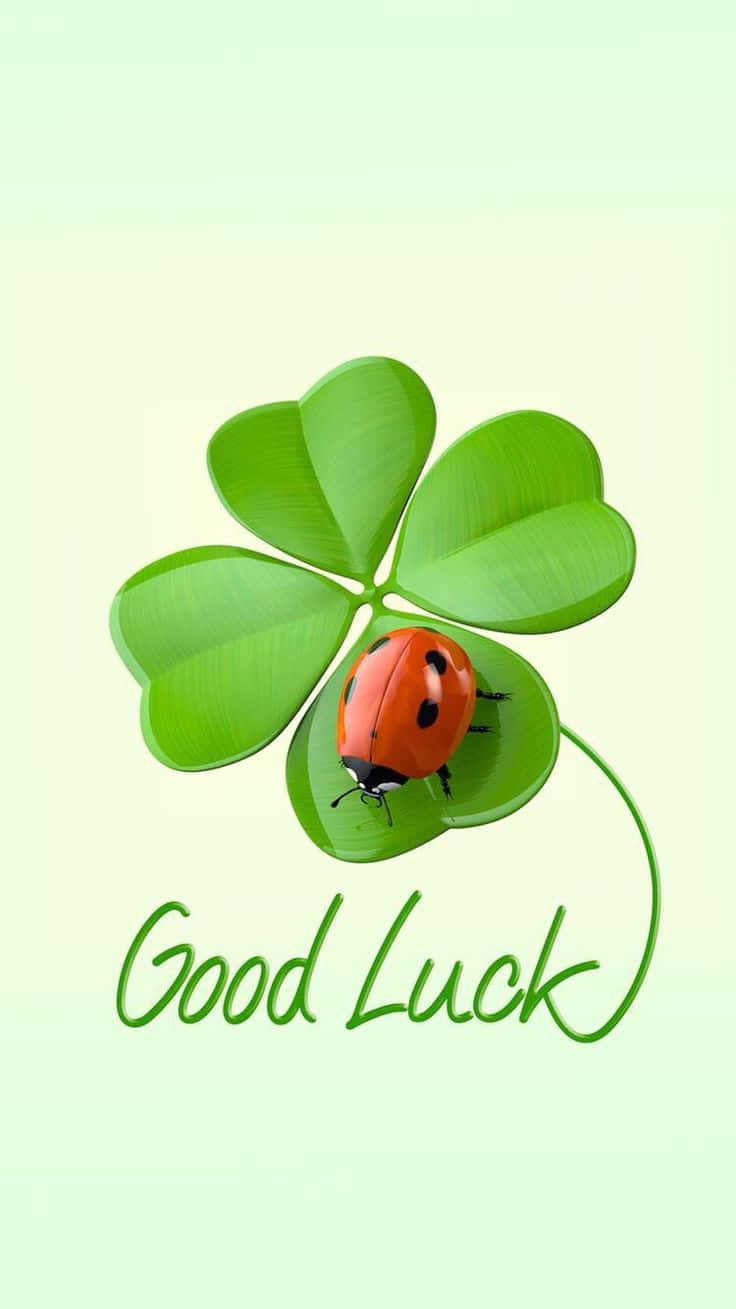 Four Leaf Cloverand Ladybug Good Luck Wallpaper