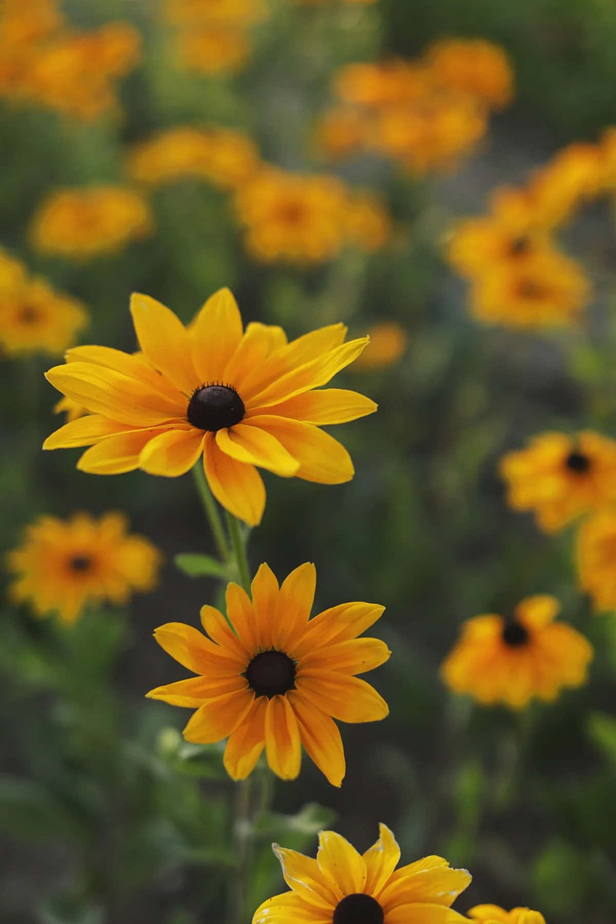 Fragrant And Elegant Black Eyed Susan Flowers Wallpaper