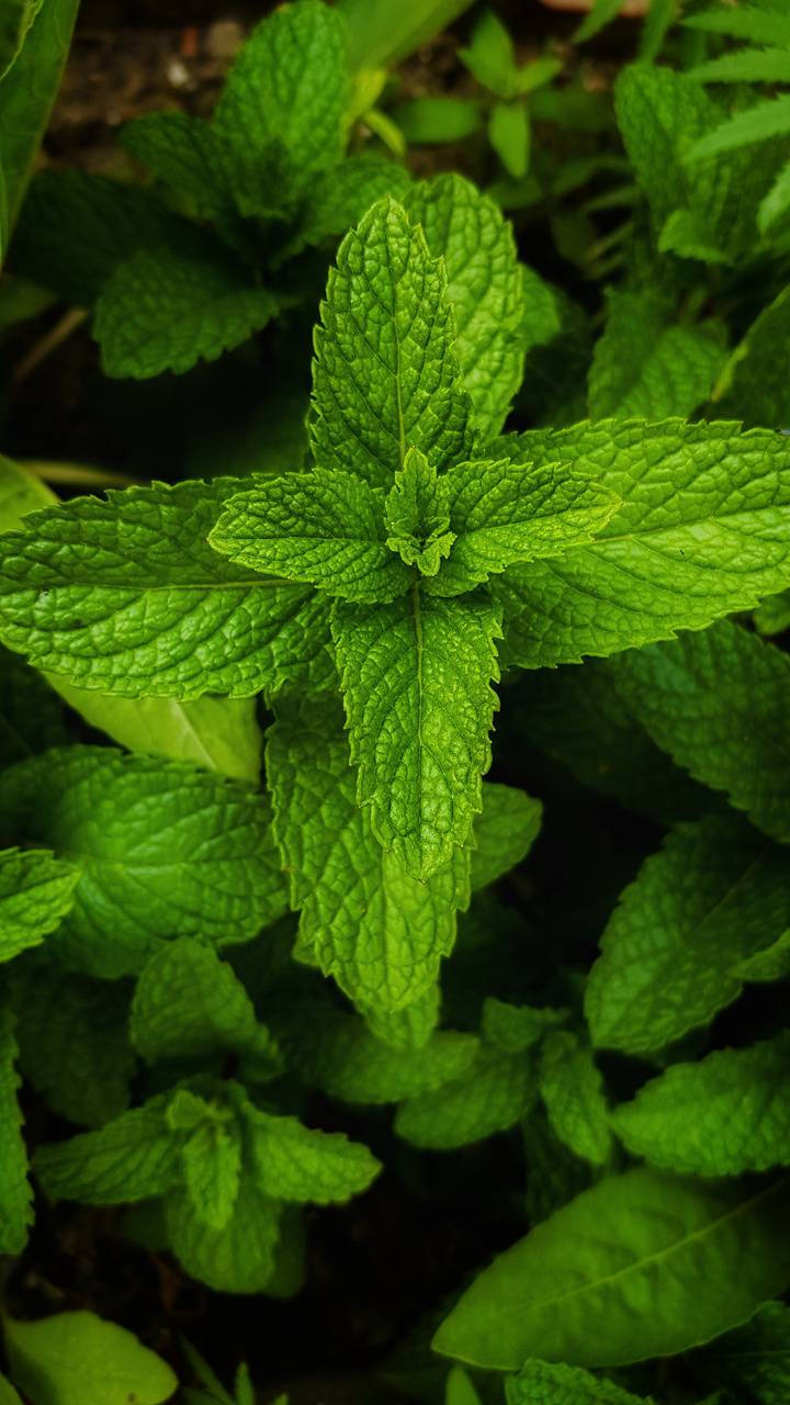 Fragrant Mint Leaves Wallpaper