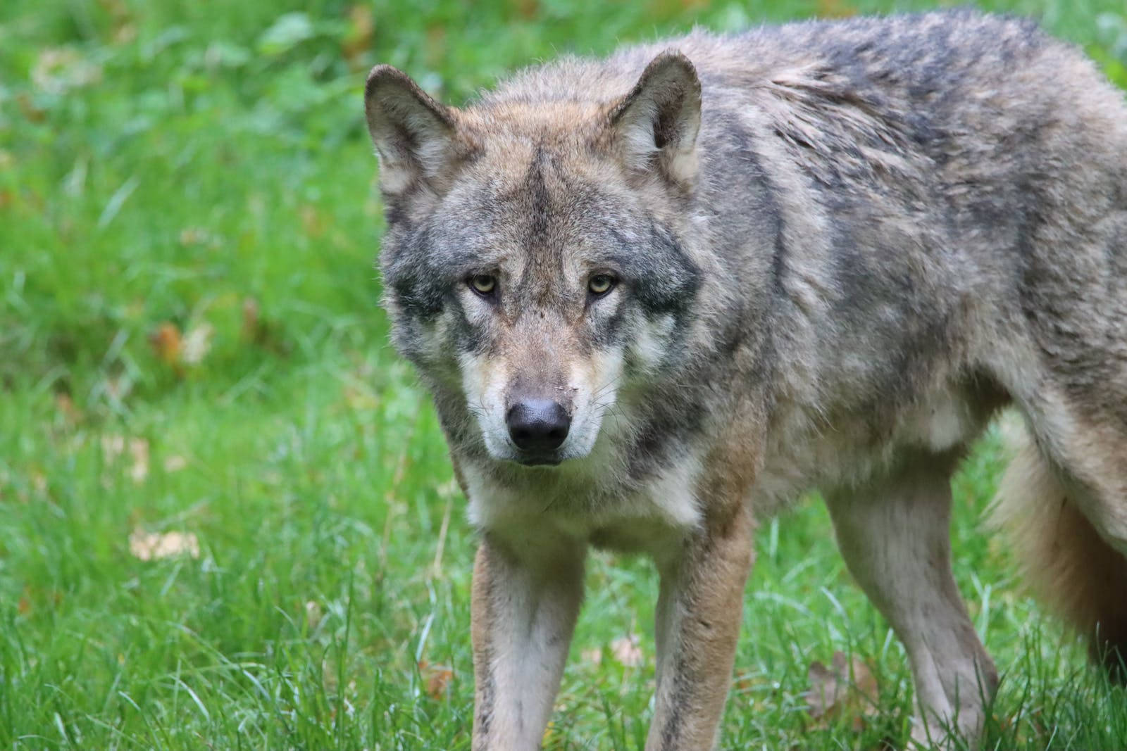 Free-ranging Cute Wolf In The Grass Wallpaper