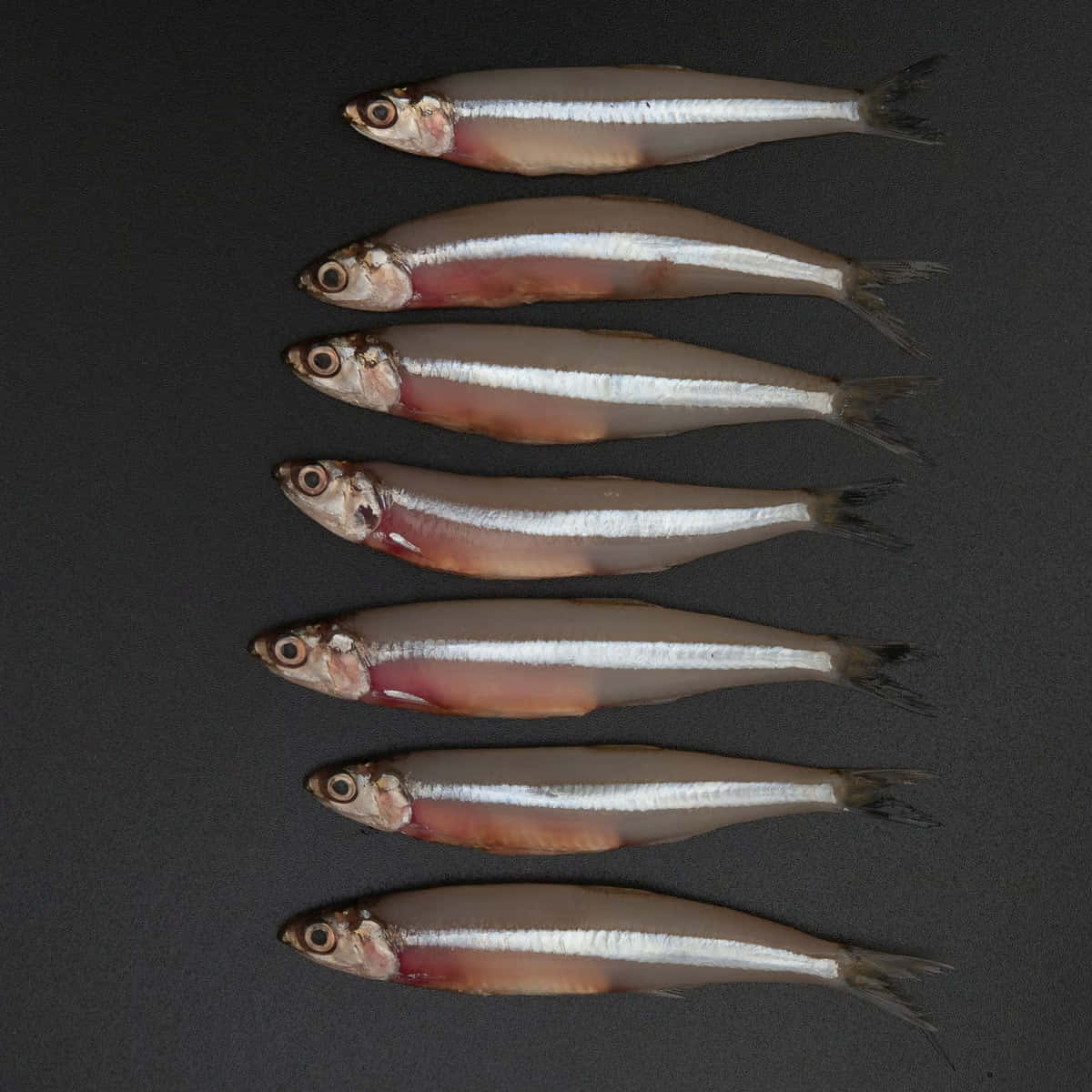 Fresh Anchovies Arrangedin Rowson Dark Background Wallpaper