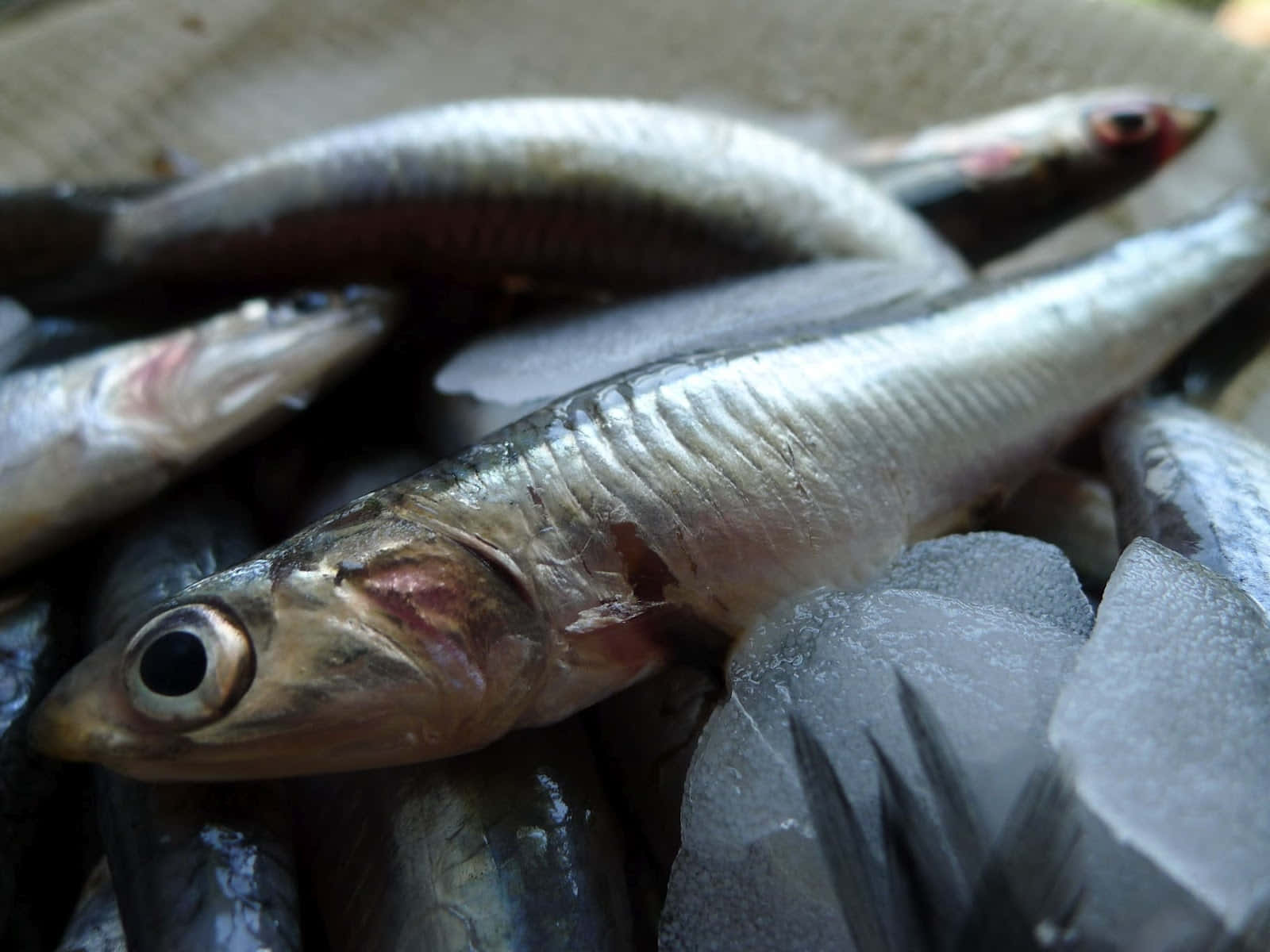 Fresh Anchovies Close Up Wallpaper