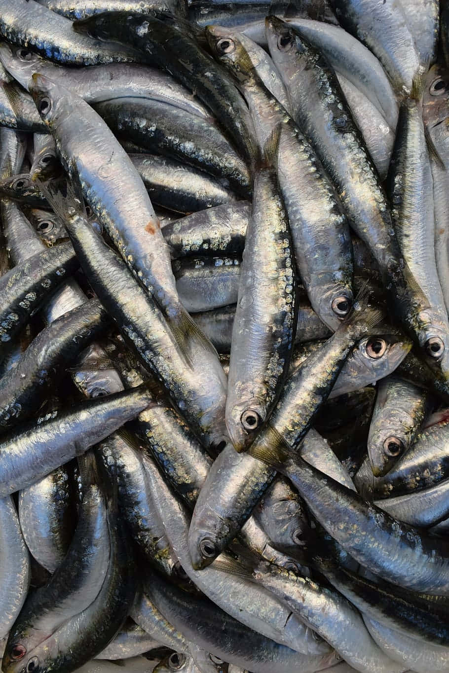 Fresh Anchovies Close Up Wallpaper