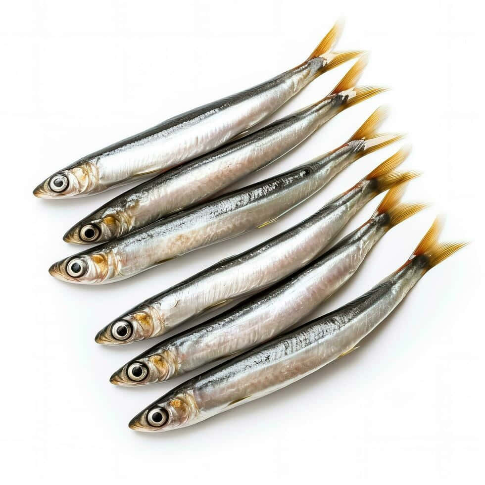 Fresh Anchovies White Background Wallpaper