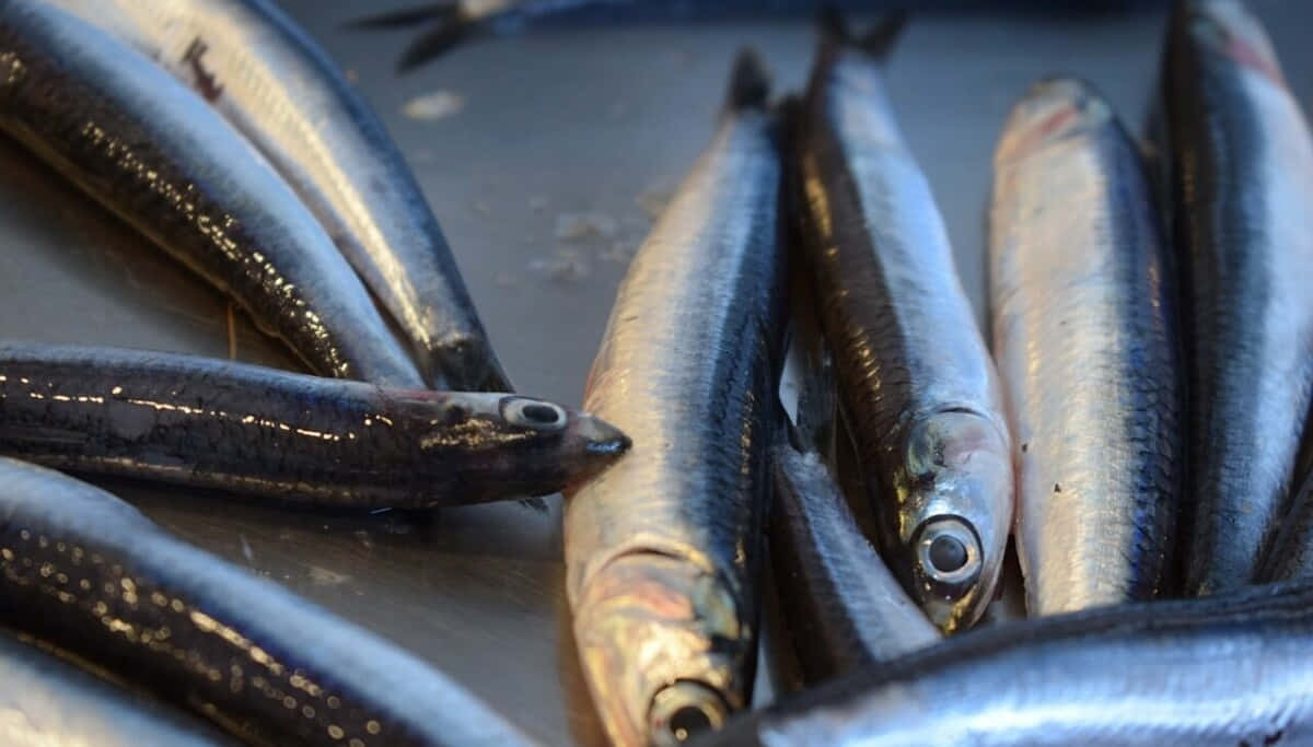 Fresh Anchovieson Display.jpg Wallpaper