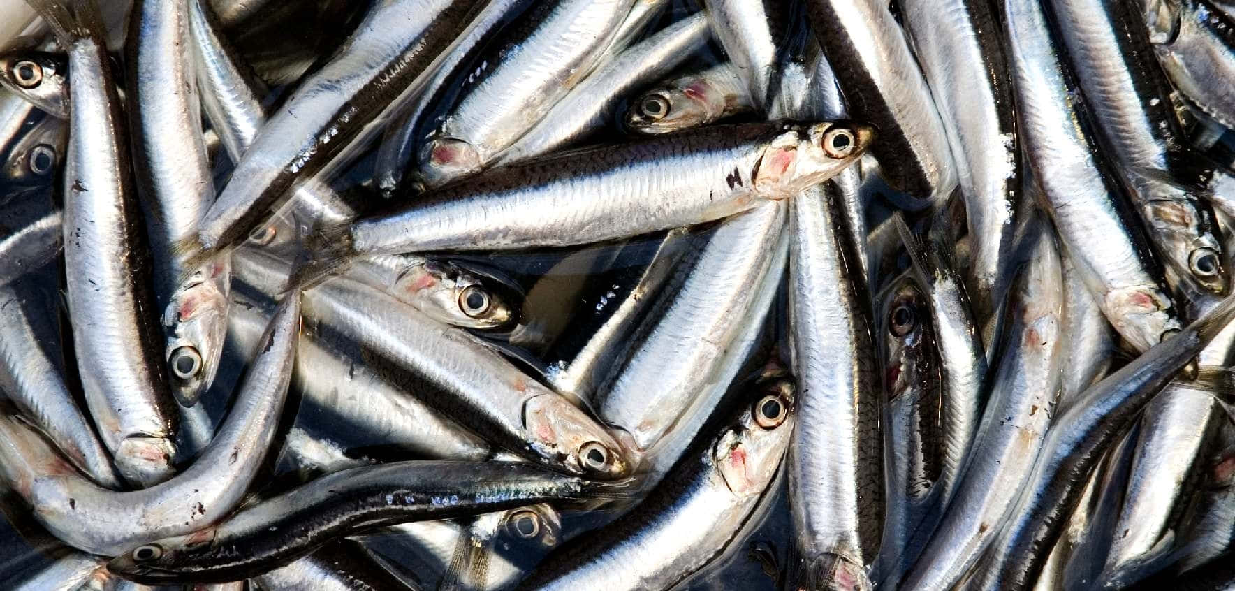 Fresh Anchovy Catch.jpg Wallpaper