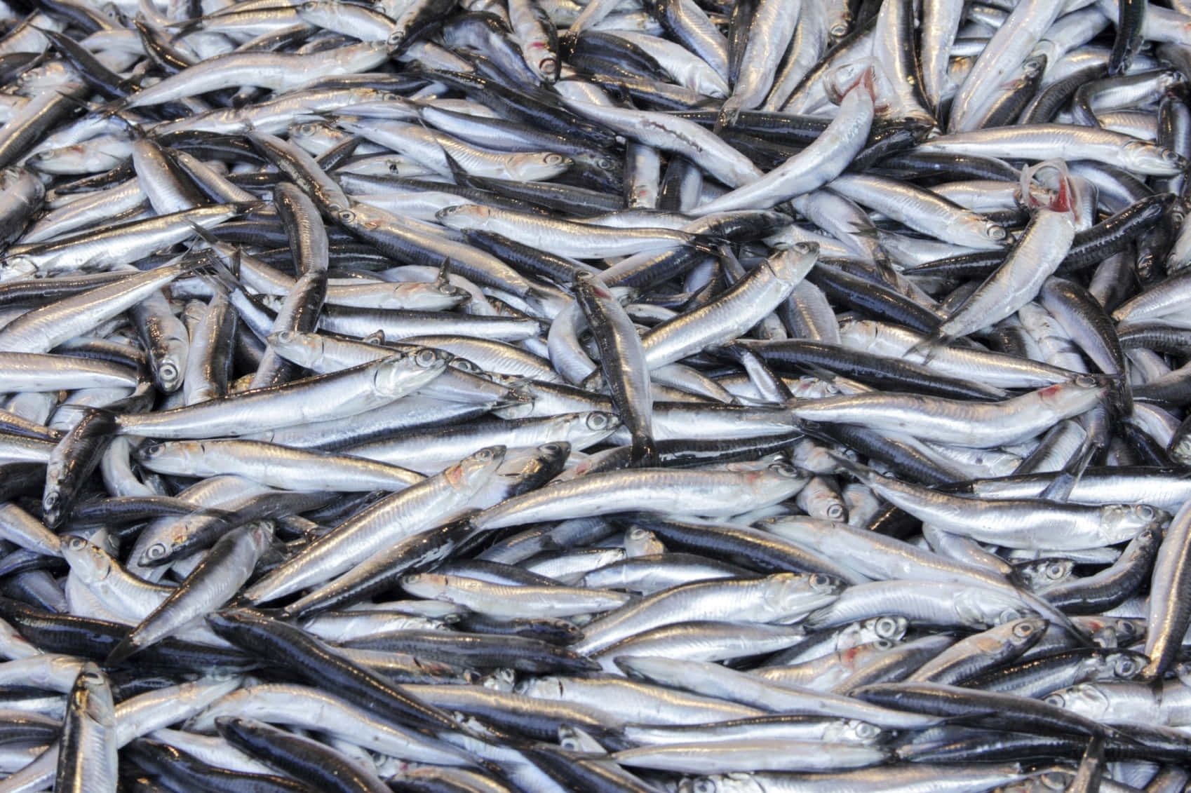 Fresh Anchovy Haul.jpg Wallpaper