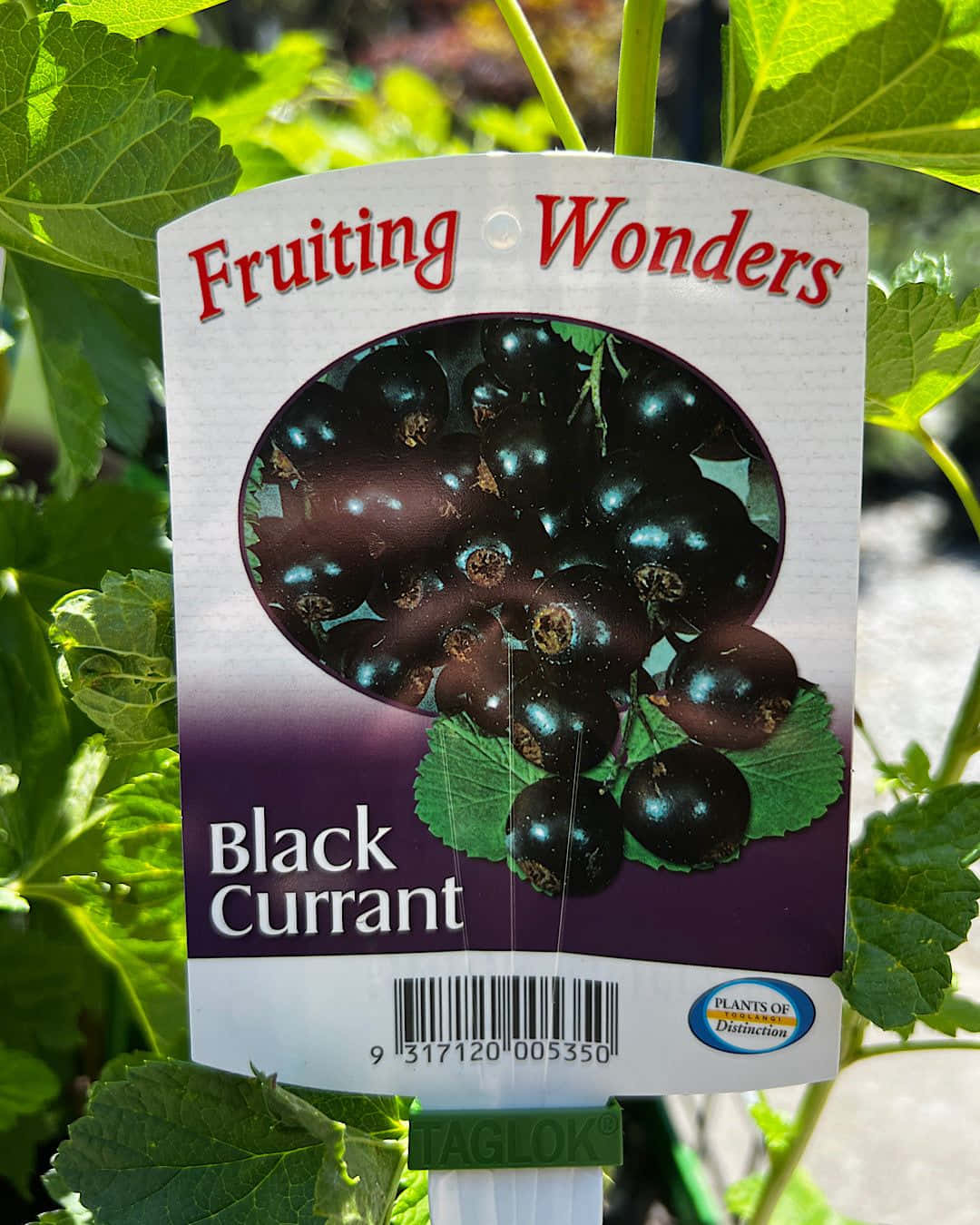 Fresh And Juicy Black Currants