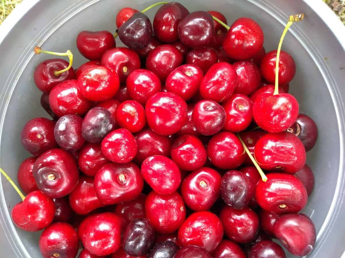 Fresh And Juicy Red Cherries Wallpaper