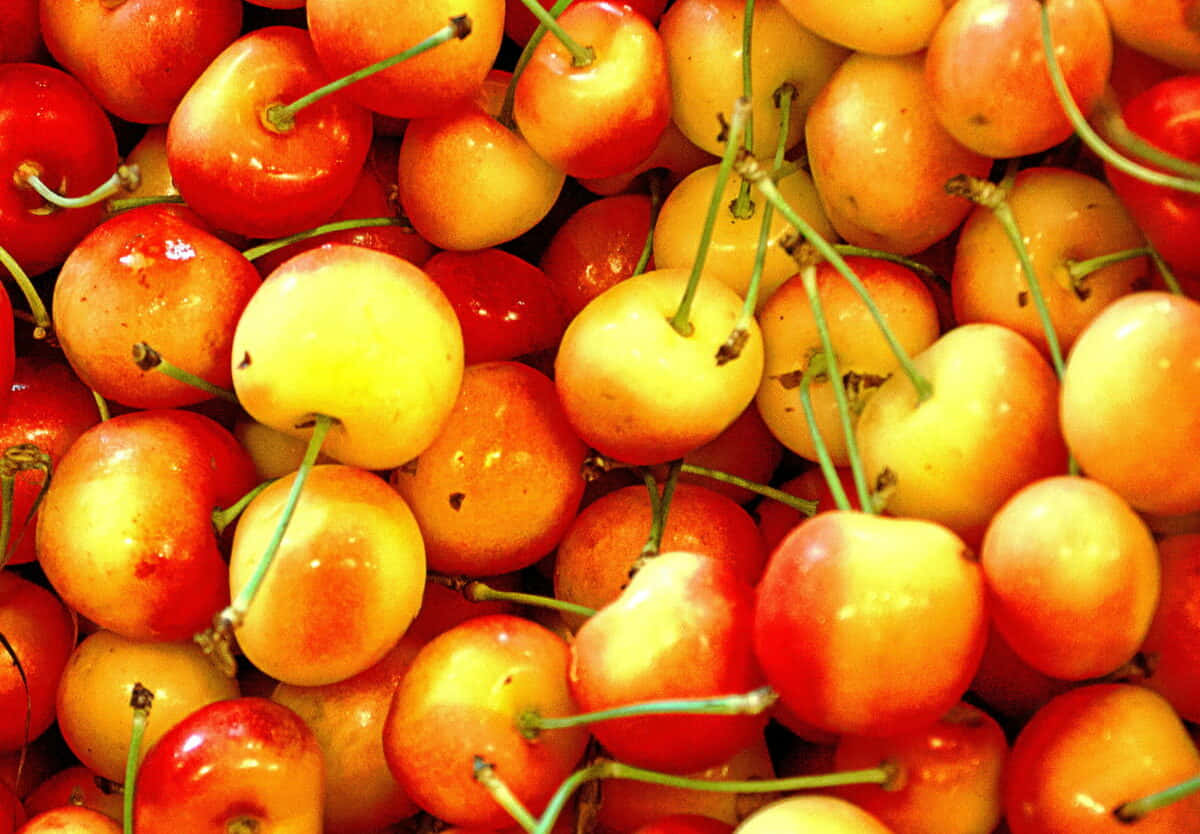 Fresh And Vibrant Red Cherries Wallpaper