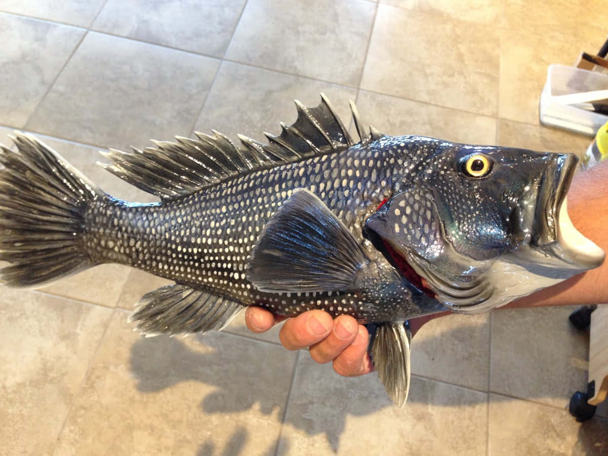 Fresh Black Sea Bass Ready To Eat Wallpaper