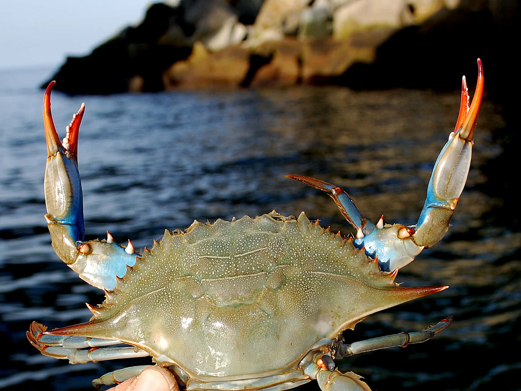 Fresh Blue Crab On Seashore Wallpaper