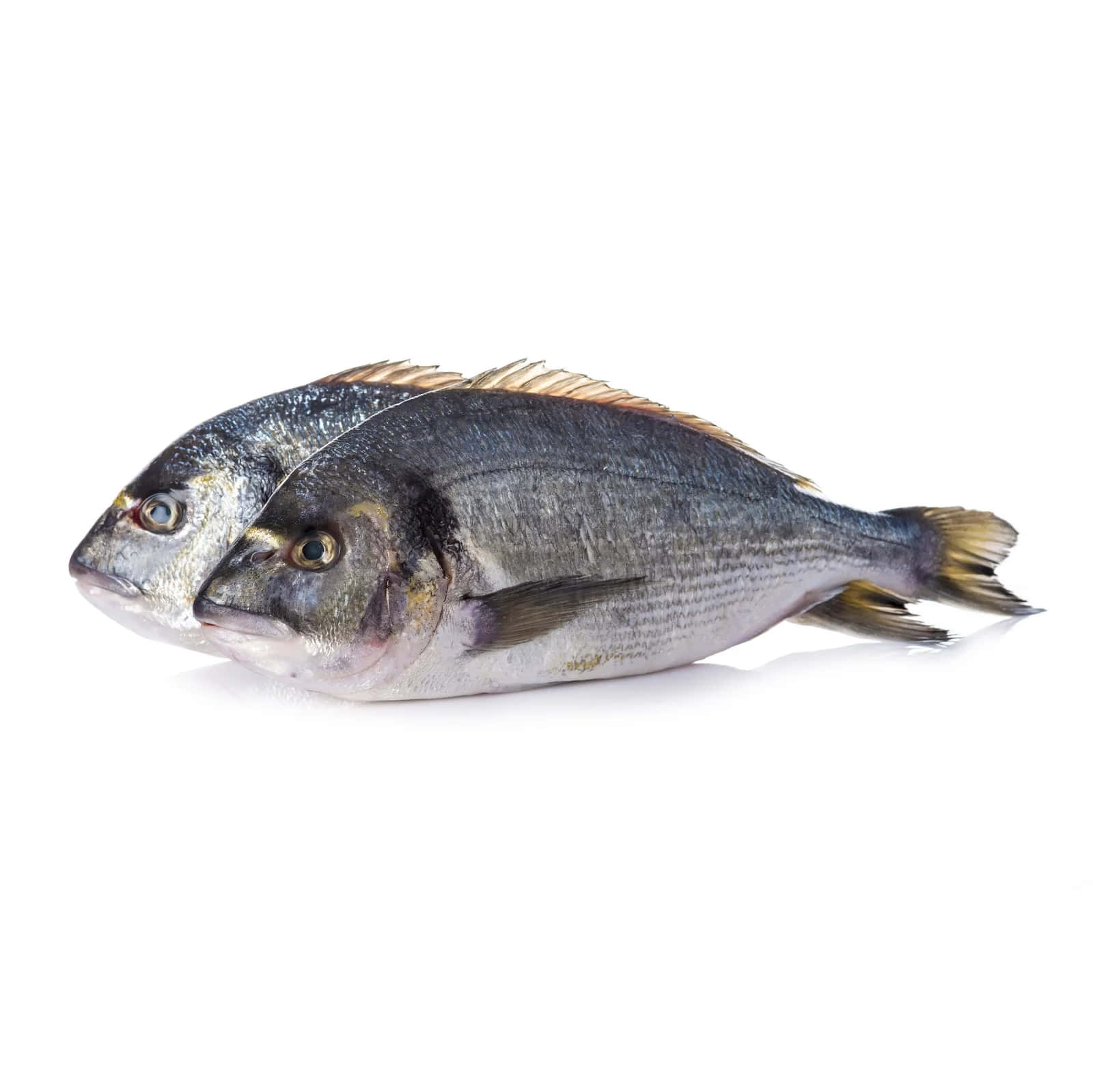 Fresh Bream Fish Isolated White Background Wallpaper