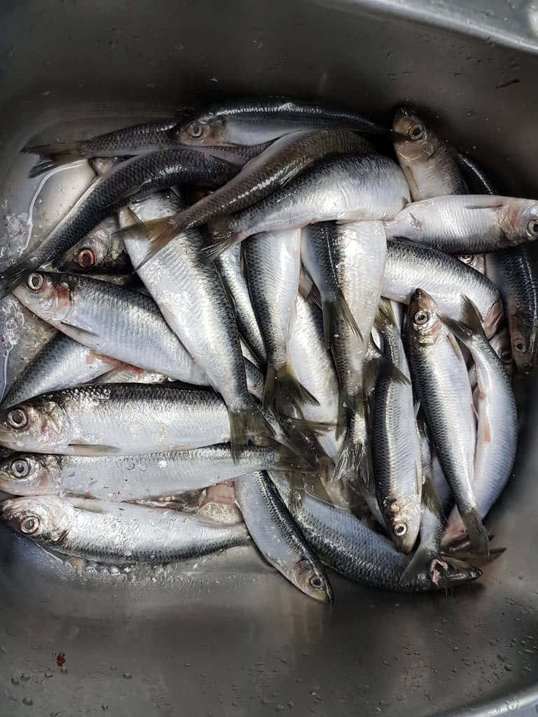 Fresh Catch Pacific Herring Wallpaper