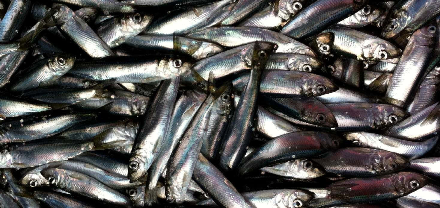 Fresh Catch Pacific Herring Wallpaper