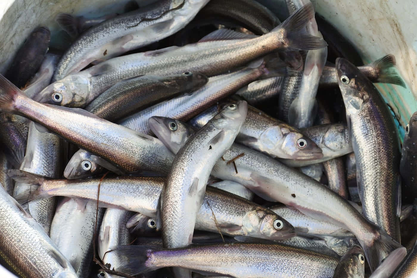 Fresh Catchof Smelt Fish.jpg Wallpaper