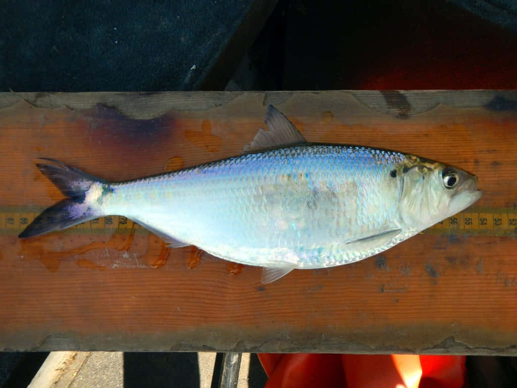 Fresh Caught Shad Measurement.jpg Wallpaper