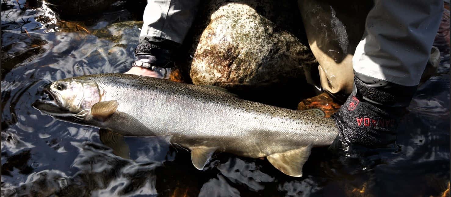 Fresh Caught Steelhead Trout Wallpaper