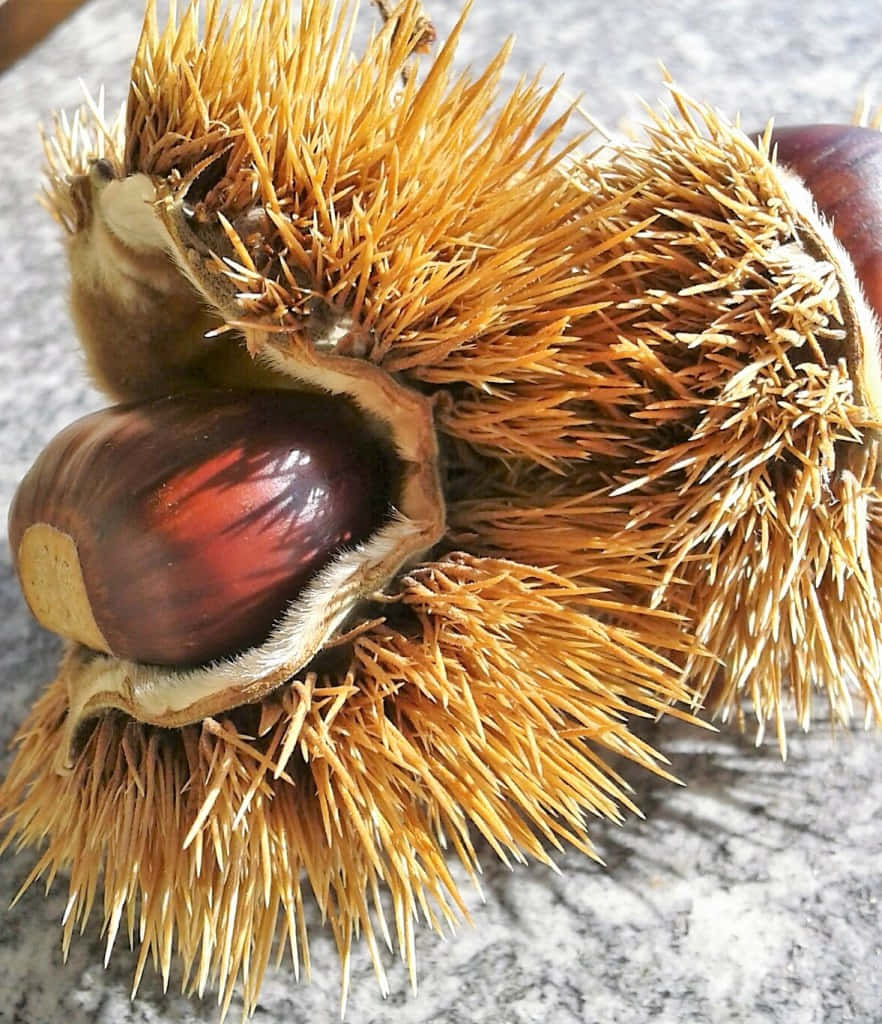 Fresh Chestnut Still-life On A Wooden Surface Wallpaper