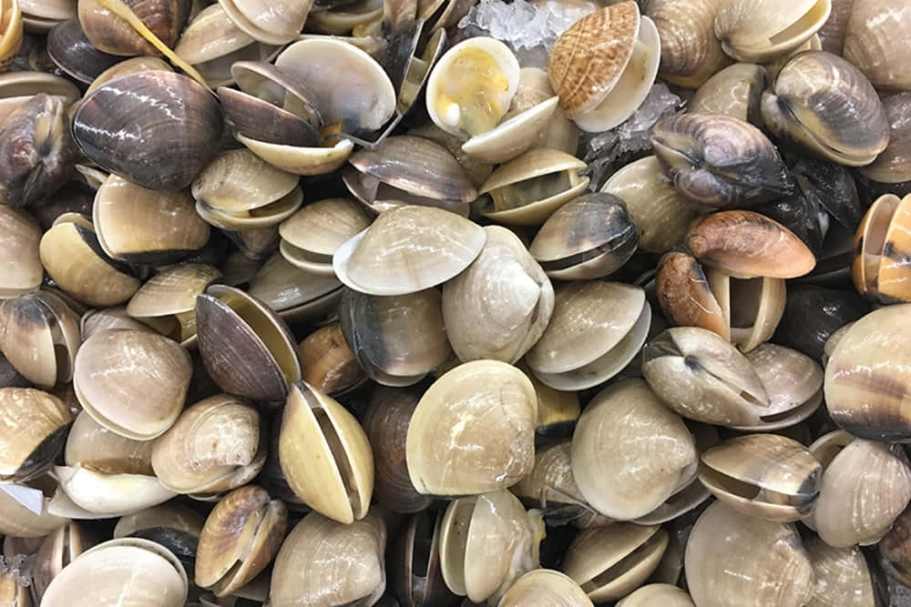 Fresh Clams Market Display.jpg Wallpaper