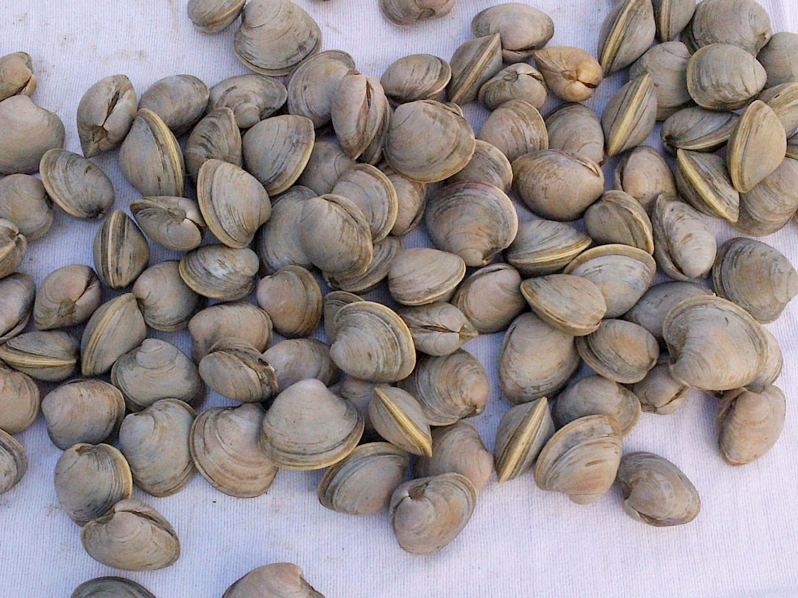 Fresh Clams Marketplace.jpg Wallpaper