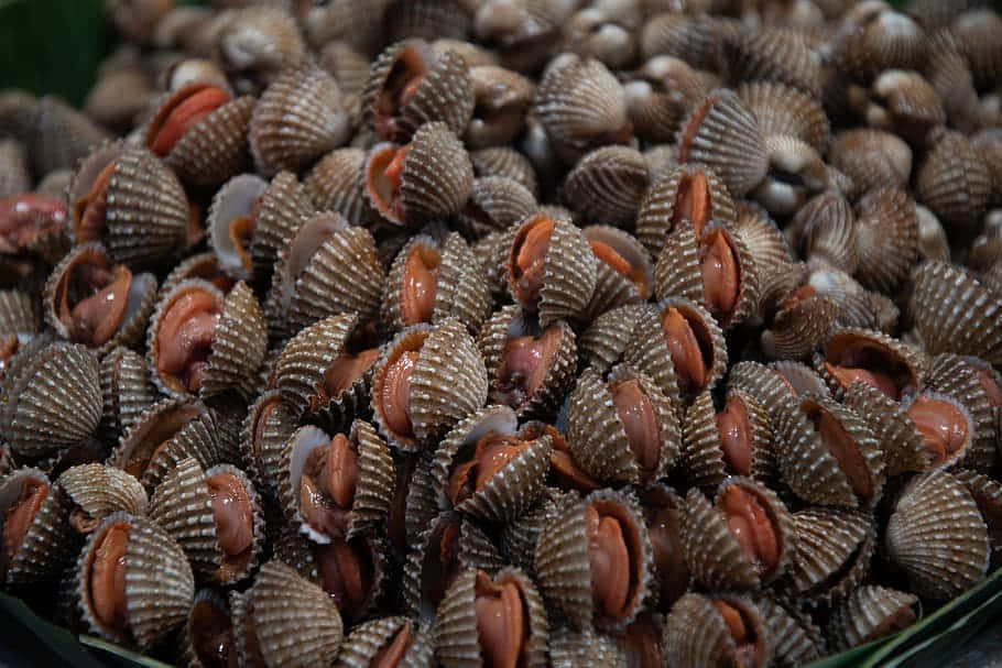 Fresh Cockles Seafood Market Wallpaper