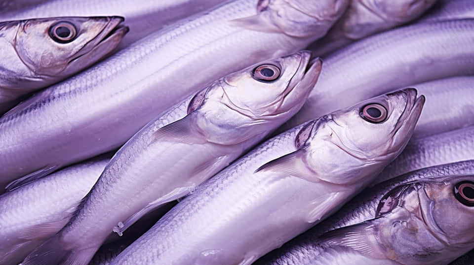 Fresh Cutlassfishon Display.jpg Wallpaper