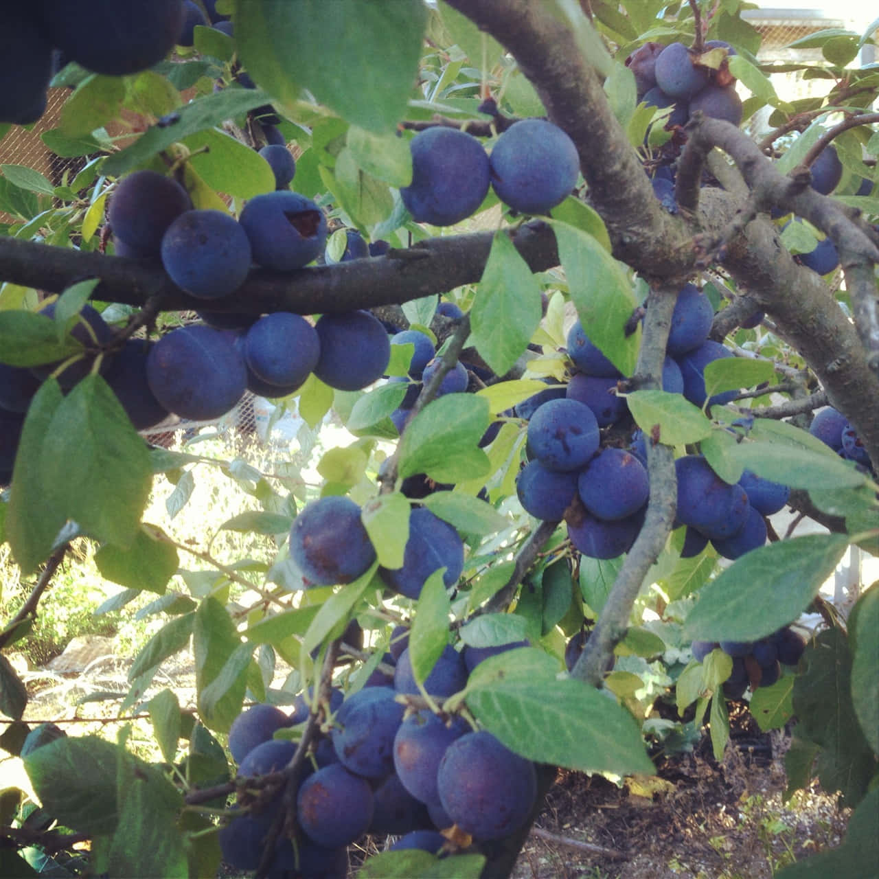 Fresh Damson Plums Basking In The Shade Wallpaper