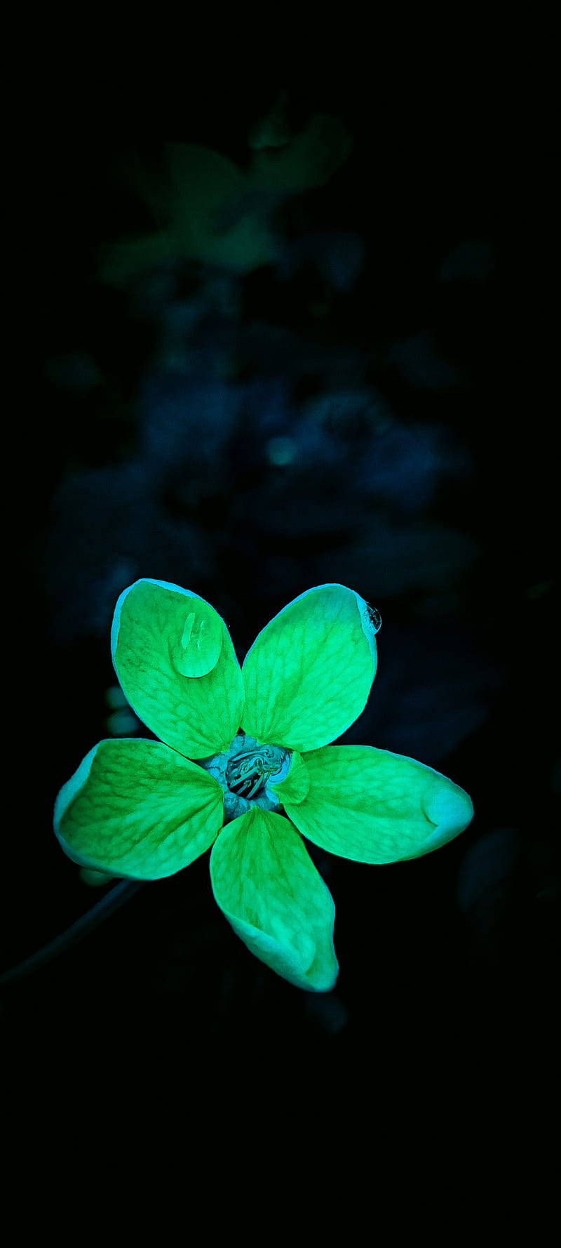 Fresh Dark Green Floral Wallpaper