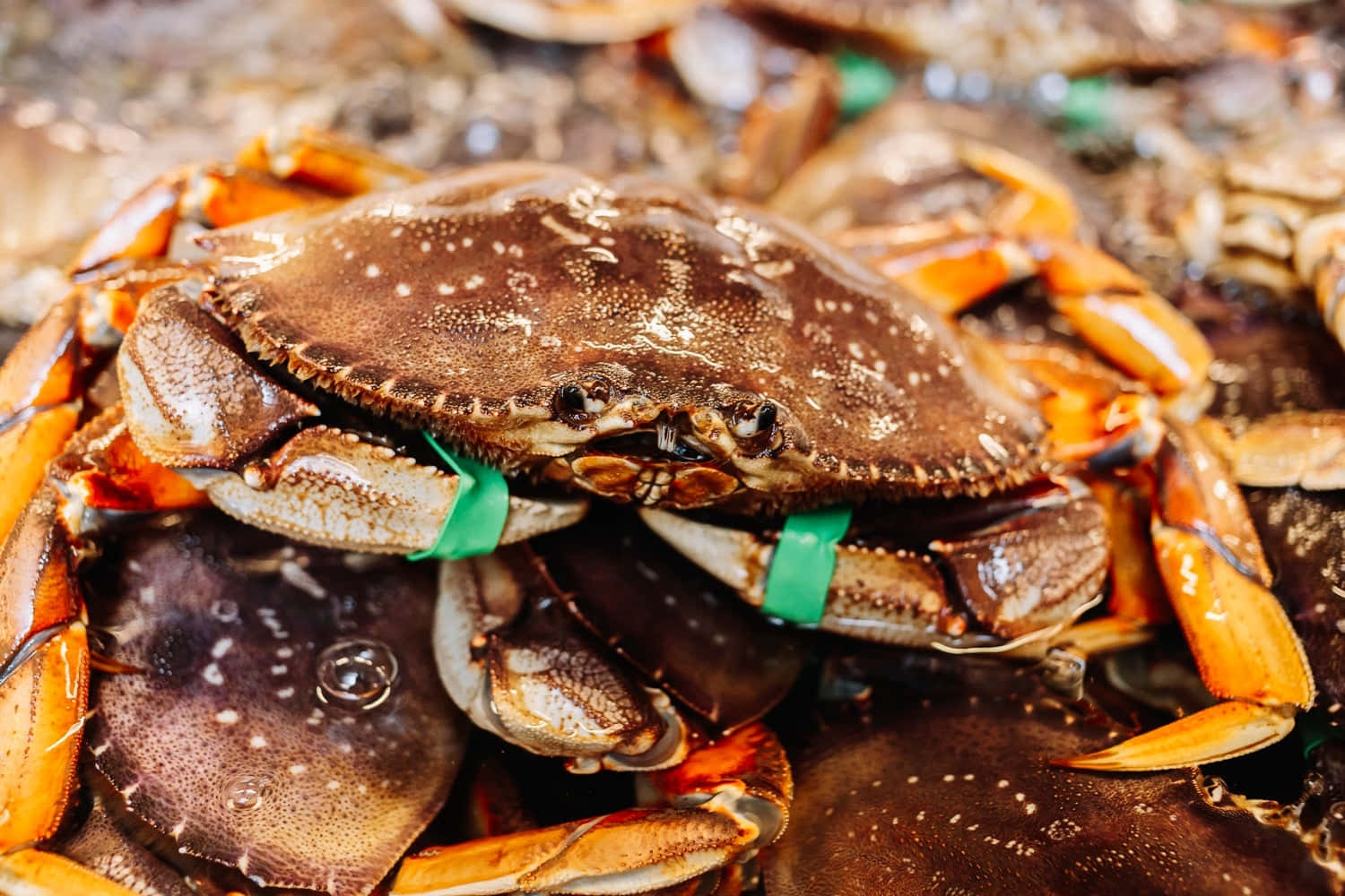 Fresh Dungeness Crab Market Display Wallpaper