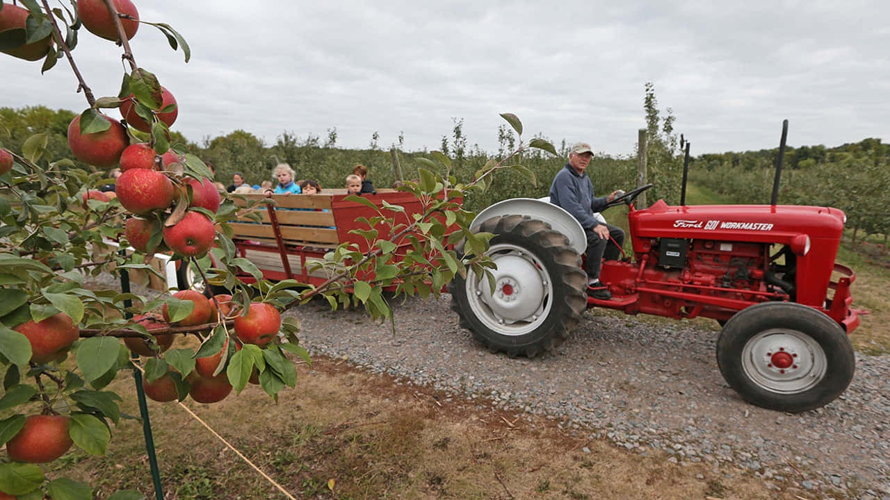 Fresh Fall Apples - Harvest Season Wallpaper