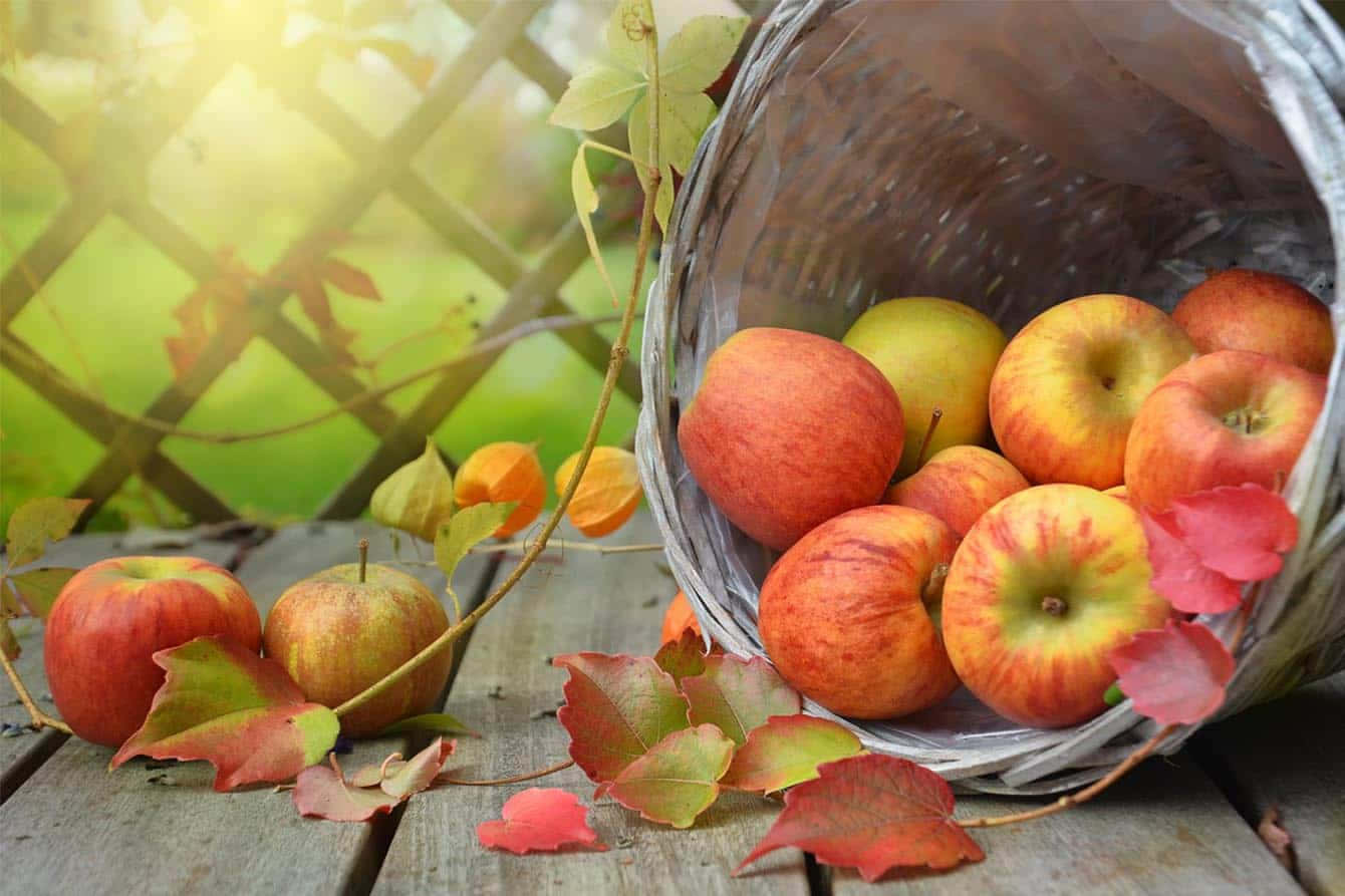 Fresh Fall Apples In A Basket Wallpaper