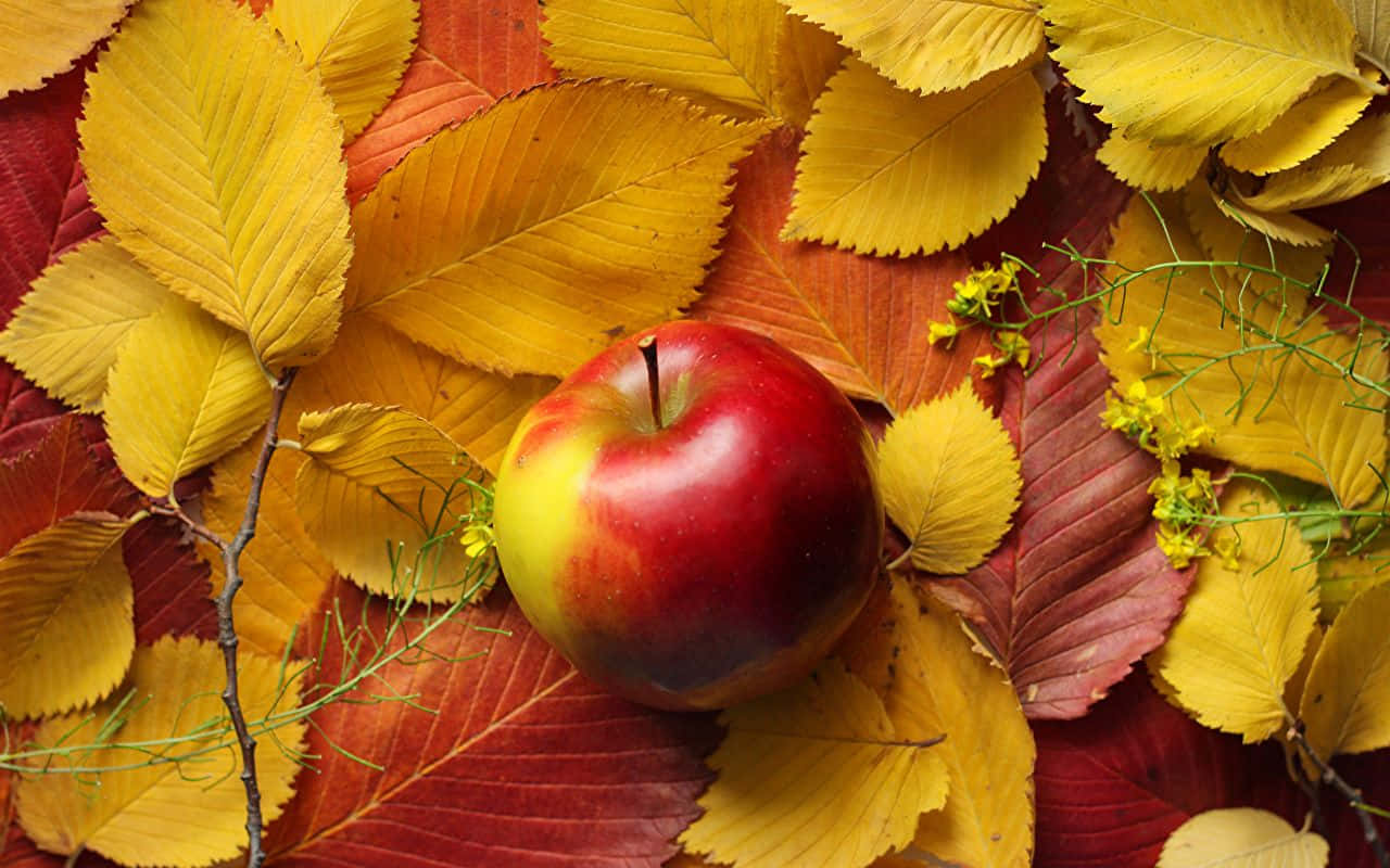 Fresh Fall Apples On A Wooden Table Wallpaper