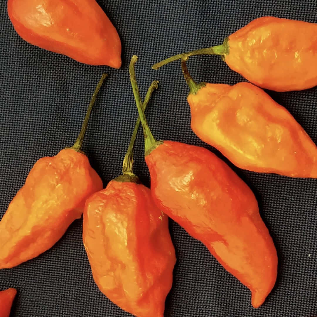 Fresh Ghost Pepper Ready For Harvest Wallpaper