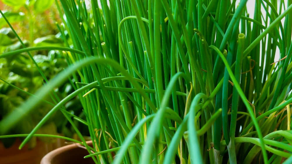 Fresh Green Chives Thriving In A Pot Wallpaper