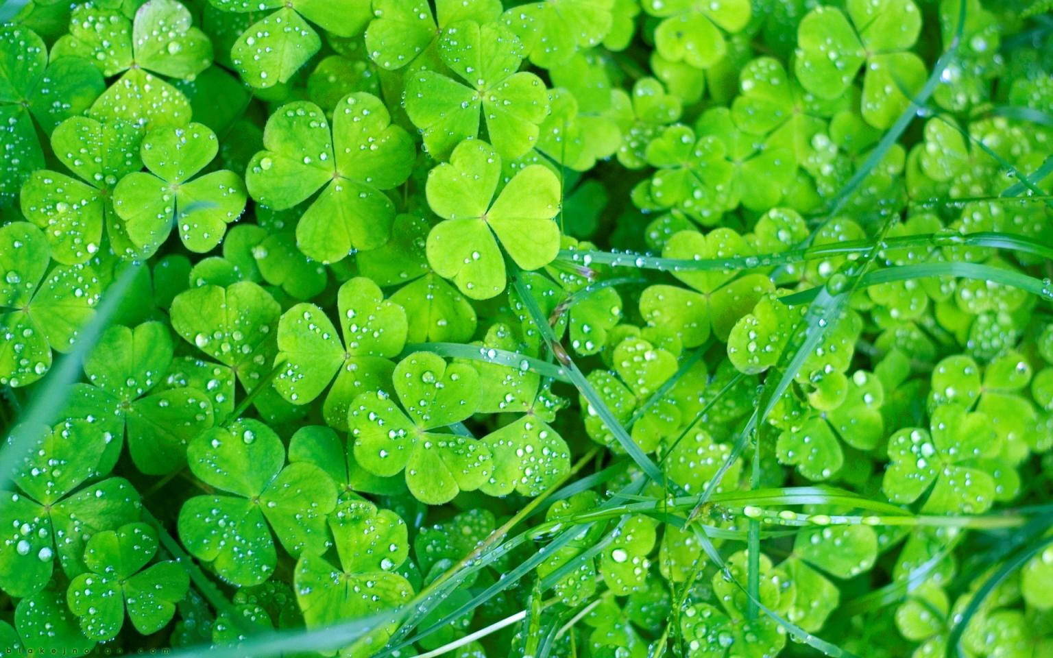 Fresh Irish Clover Leaves Wallpaper