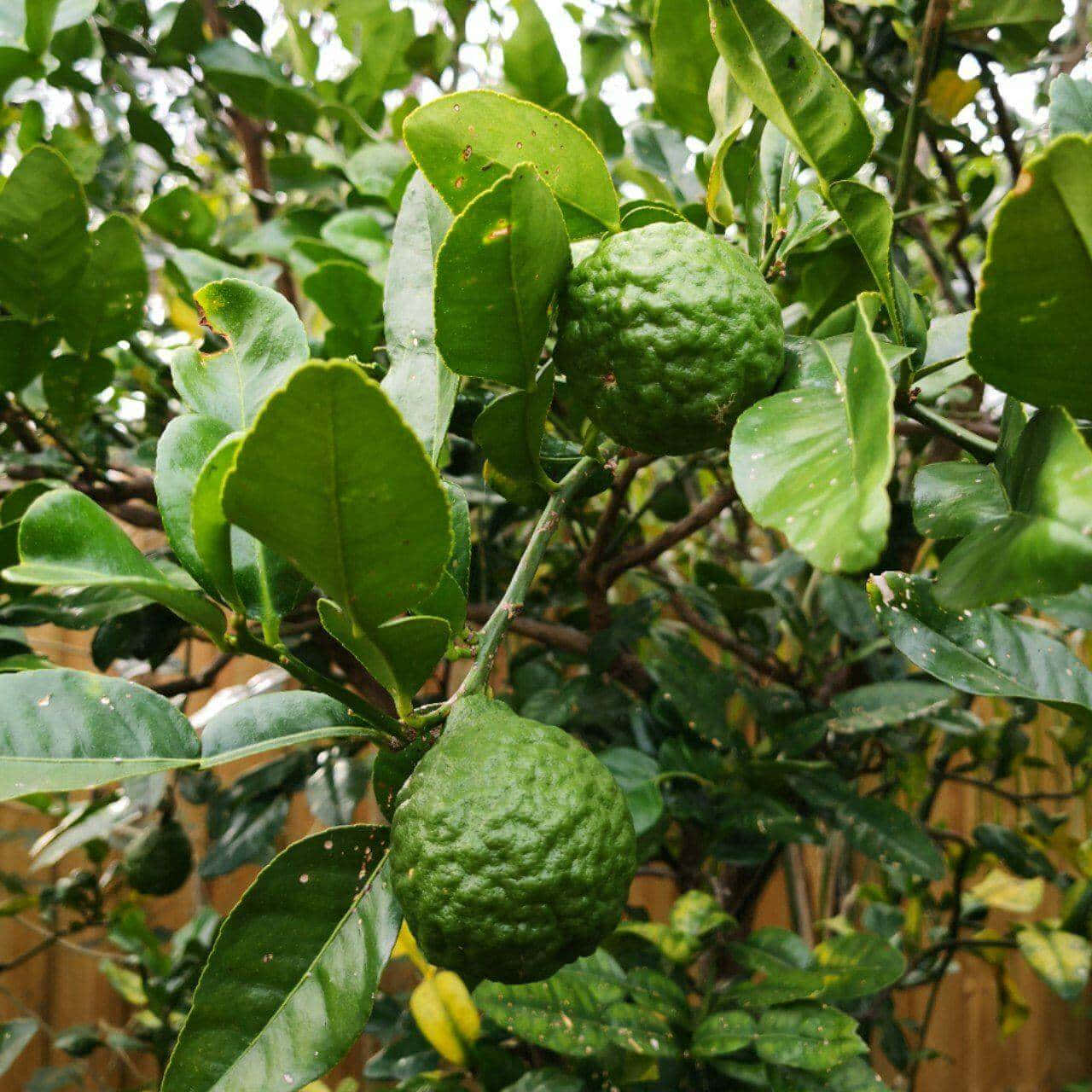 Fresh Kaffir Lime Hanging On The Tree Wallpaper