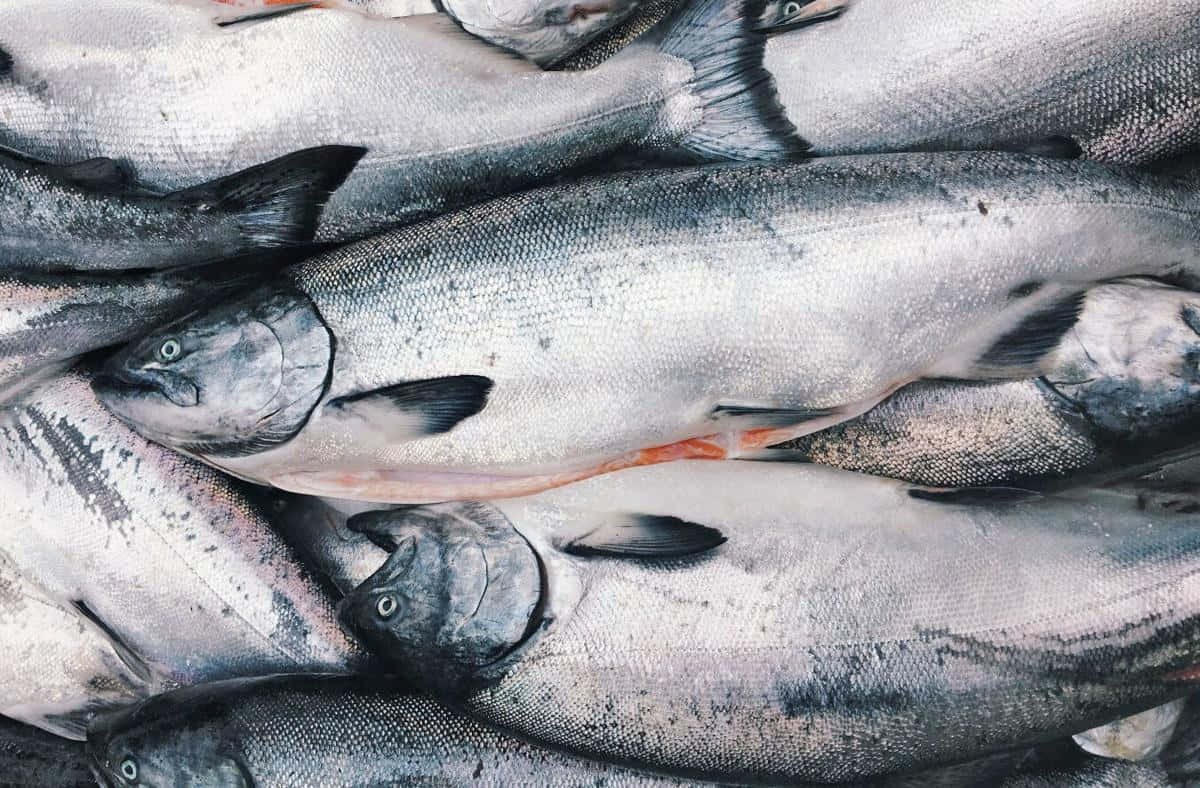 Fresh King Salmon Catch Wallpaper