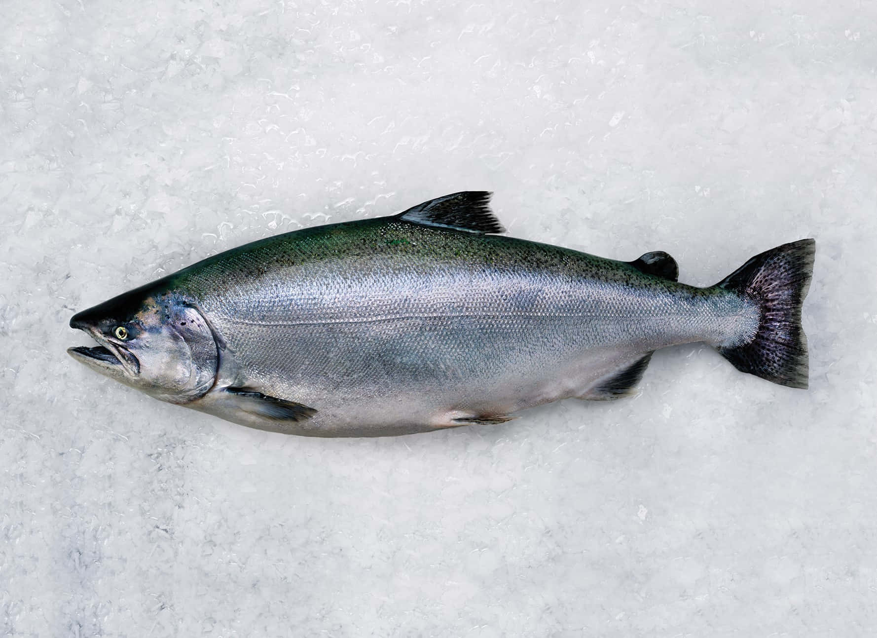 Fresh King Salmonon Ice Wallpaper