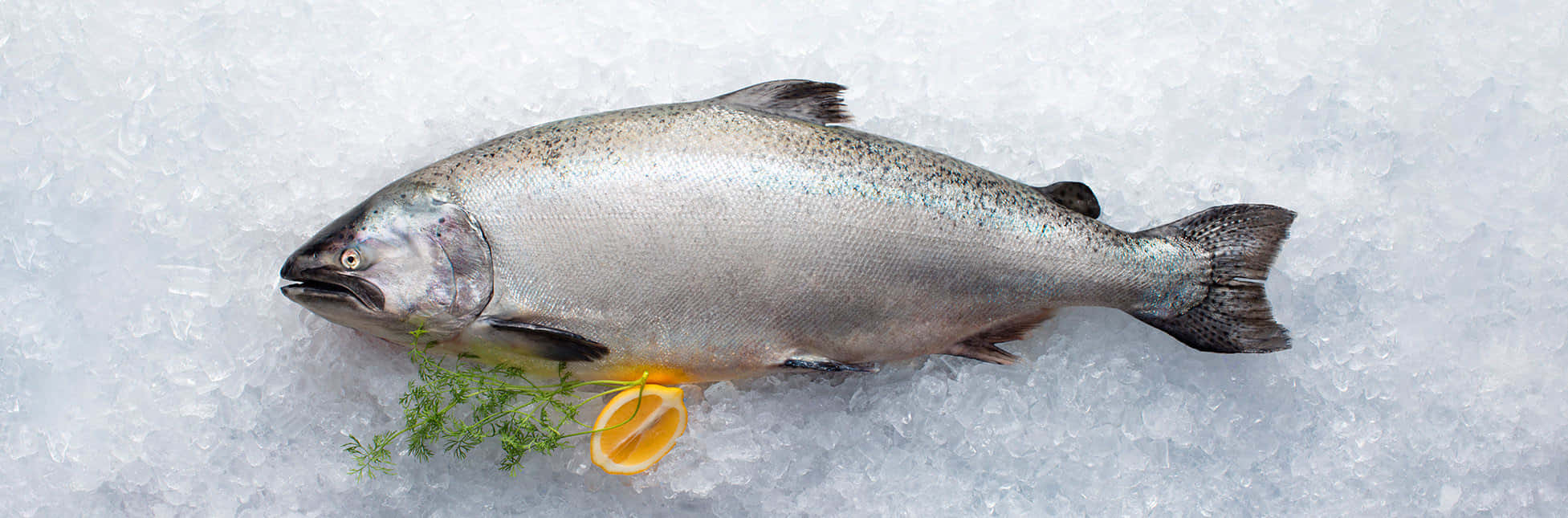 Fresh King Salmonon Ice Wallpaper