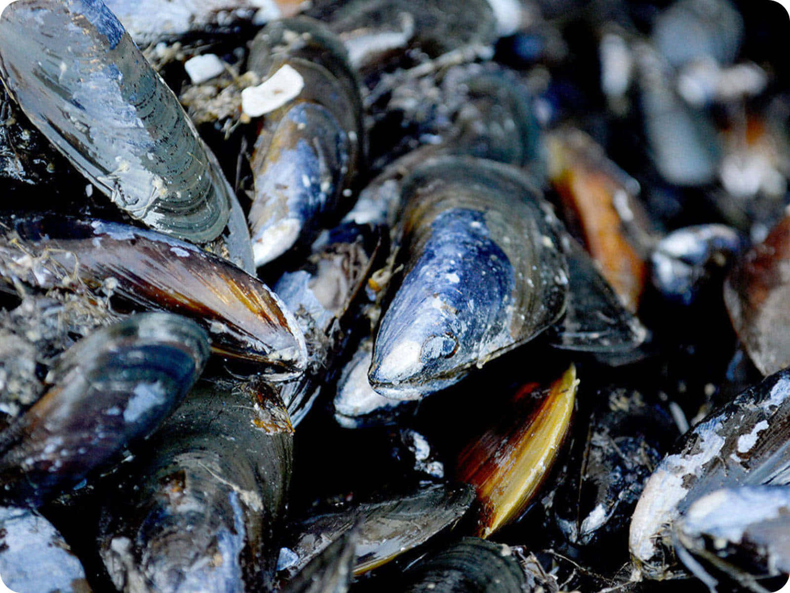 Fresh Mussels Closeup Wallpaper